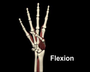 The hand