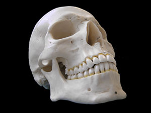 The skull