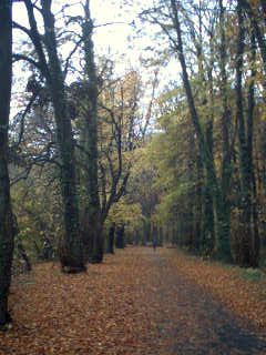 2003-11-10-Autumn_woods.jpg
