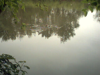 2004-05-13-ducks.jpg