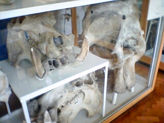 2004-09-21-Huge_Skulls.JPG