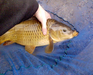 2006-03-15-Common Carp