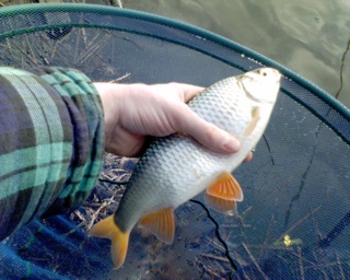 2006-03-26-Burley Lakes Roach-2