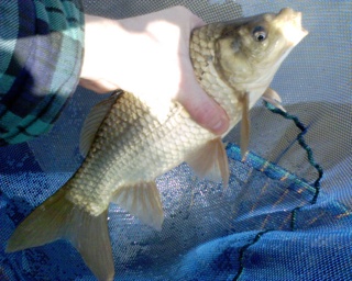 2006-04-06-Common Carp