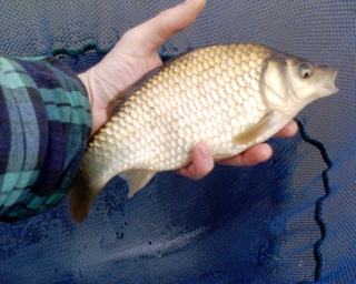 2006-04-06-Crucian Carp