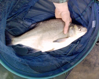 2006-04-18-Bream