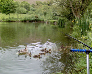 2006-05-24-Ducklings