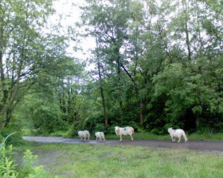 2006-05-24-Sheep