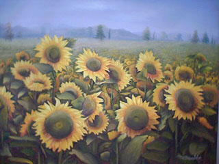 2006-06-03-Sunflowers