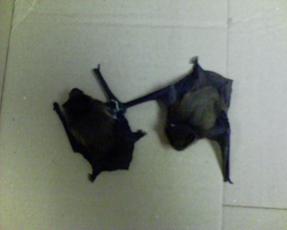 2006-08-21--Anatomy Bats