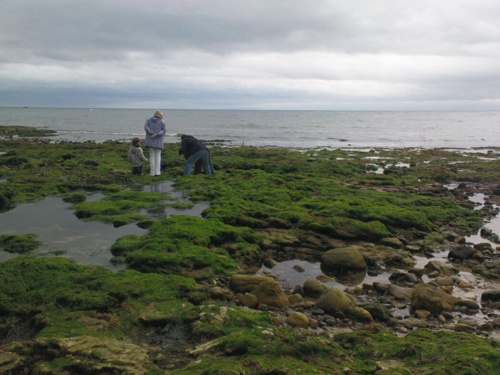 2008-06-21--Rockpooling