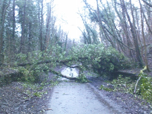 2009-01-19--Tree Down