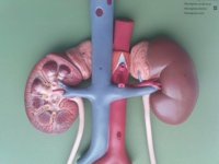 2009-03-17--Kidneys