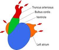 Heart tube folds