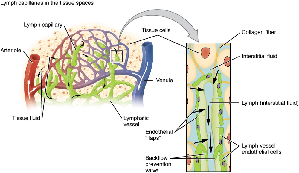 Lymphatic Capillaries