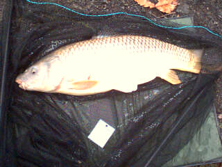 9.5lbcommon.jpg