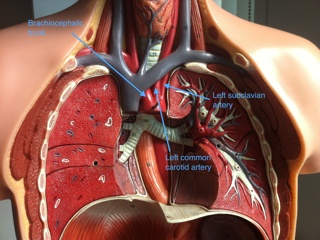 Branches Of The Arch Of The Aorta