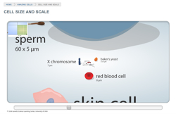 Cell Size And Scale