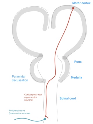 Corticospinal Tract