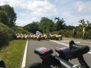 Sheep on the road