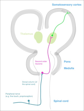 Dorsal Columns