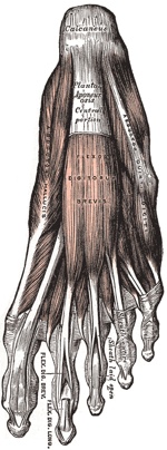 Plantar foot