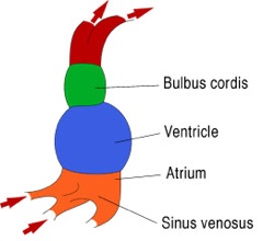 Heart Tube 01