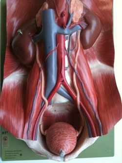 The renal system