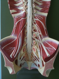 Model of the back and lumbosacral plexus