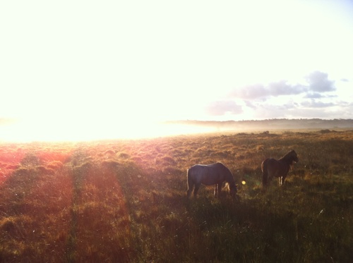 Ponies on Gower