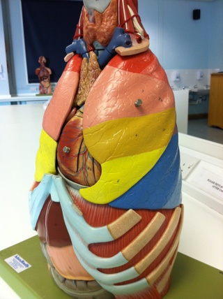 Coloured lung segments