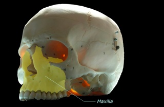 Maxilla Maxilla