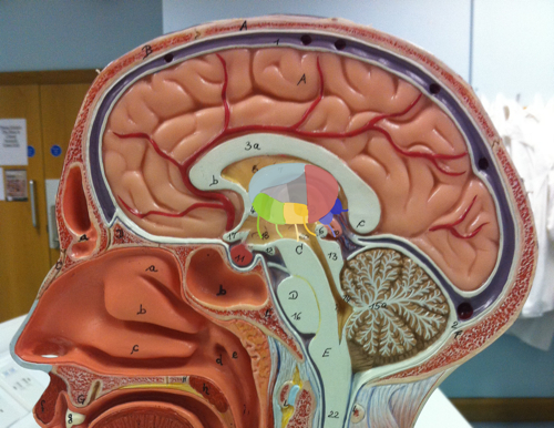 A mid-sagittal section of the head with the thalamus painted on.