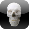 Skull Osteology Icon-1