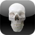 Skull Osteology Icon