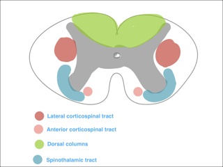 Spinal Tracts