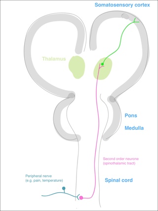 Spinothalamic Tract