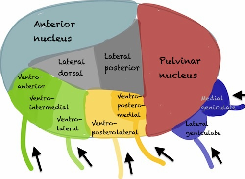 The nuclei of the thalamus (most of them)