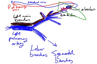 Week 219 Lung Circulation Scribbles