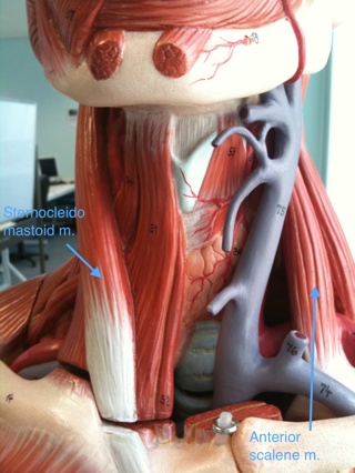 Anterior Scalene Muscle On Model-1