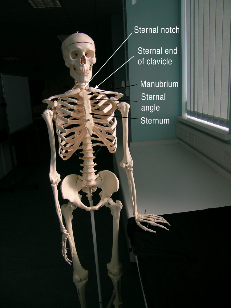 Week 106 – Surface anatomy of the thorax –