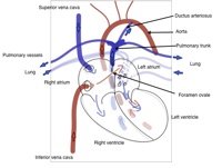 Ductus arteriosus