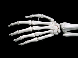 Hand and wrist bones