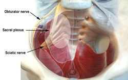 Lumbosacral Plexus 01