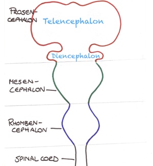 Neuroembryology - the cephalic end of the early neural tube.