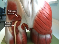 Sciatic Nerve