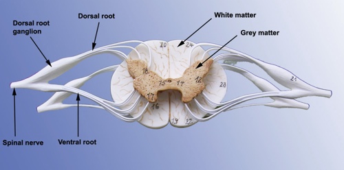 Spinal Nerves And Cord